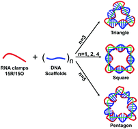 Graphical abstract: DNA nanostructures directed by RNA clamps