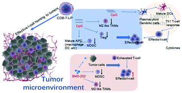 Graphical abstract: Adoptive CD8+T-cell grafted with liposomal immunotherapy drugs to counteract the immune suppressive tumor microenvironment and enhance therapy for melanoma