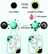 Graphical abstract: Engineered multifunctional metal–phenolic nanocoatings for label-free capture and “self-release” of heterogeneous circulating tumor cells