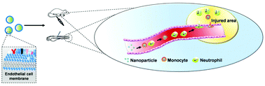 Graphical abstract: Endothelial cell membrane-based biosurface for targeted delivery to acute injury: analysis of leukocyte-mediated nanoparticle transportation