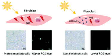 Graphical abstract: Ultrasmall Prussian blue nanoparticles attenuate UVA-induced cellular senescence in human dermal fibroblasts via inhibiting the ERK/AP-1 pathway