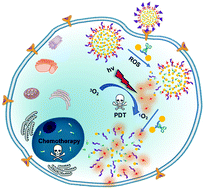 Graphical abstract: Reactive oxygen species-responsive polydopamine nanoparticles for targeted and synergistic chemo and photodynamic anticancer therapy