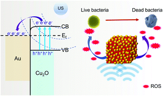 Graphical abstract: Rapid bacterial elimination achieved by sonodynamic Au@Cu2O hybrid nanocubes