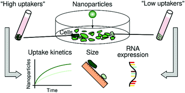 Graphical abstract: Sources of variability in nanoparticle uptake by cells