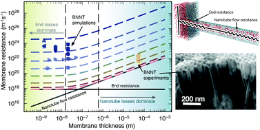 Graphical abstract: Untangling the physics of water transport in boron nitride nanotubes