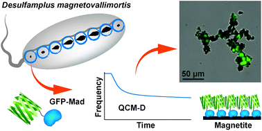 Graphical abstract: Magnetite-binding proteins from the magnetotactic bacterium Desulfamplus magnetovallimortis BW-1
