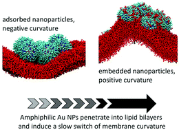 Graphical abstract: Amphiphilic nanoparticles generate curvature in lipid membranes and shape liposome–liposome interfaces