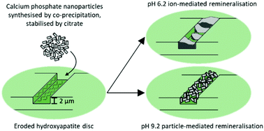 Graphical abstract: Calcium phosphate nanoparticles for potential application as enamel remineralising agent tested on hydroxyapatite discs