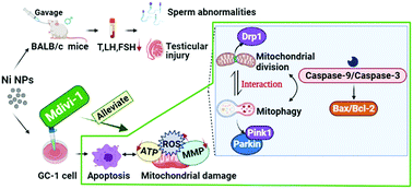 Graphical abstract: Study of the mechanism of mitochondrial division and mitochondrial autophagy in the male reproductive toxicity induced by nickel nanoparticles