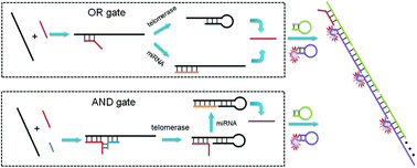 Graphical abstract: Construction of fluorescence logic gates responding to telomerase and miRNA based on DNA-templated silver nanoclusters and the hybridization chain reaction