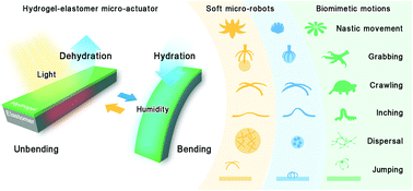 Graphical abstract: Co-doping optimized hydrogel-elastomer micro-actuators for versatile biomimetic motions