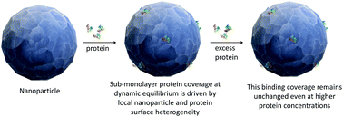 Graphical abstract: Serum proteins on nanoparticles: early stages of the “protein corona”
