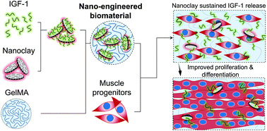 Graphical abstract: Nanoengineered myogenic scaffolds for skeletal muscle tissue engineering