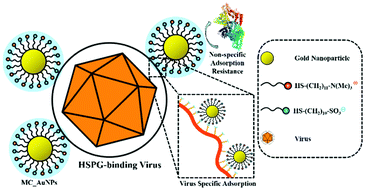 Graphical abstract: Mixed-charge modification as a robust method to realize the antiviral ability of gold nanoparticles in a high protein environment