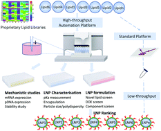 Graphical abstract: Development of a high-throughput platform for screening lipid nanoparticles for mRNA delivery