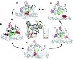Graphical abstract: Predicting the conformational variability of oncogenic GTP-bound G12D mutated KRas-4B proteins at zwitterionic model cell membranes