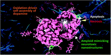 Graphical abstract: Amyloid-mimicking toxic nanofibers generated via self-assembly of dopamine