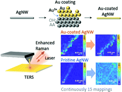 Graphical abstract: Gold-coated silver nanowires for long lifetime AFM-TERS probes