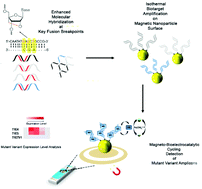 Graphical abstract: Molecular locker probe enrichment of gene fusion variants from matched patient liquid biopsy specimens for magneto-bioelectrocatalytic nanosensing