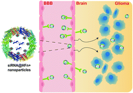 Graphical abstract: Rational design of engineered H-ferritin nanoparticles with improved siRNA delivery efficacy across an in vitro model of the mouse BBB
