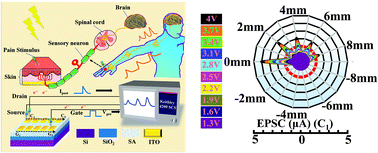 Graphical abstract: A biopolymer-gated ionotronic junctionless oxide transistor array for spatiotemporal pain-perception emulation in nociceptor network