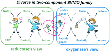 Graphical abstract: Divorce in the two-component BVMO family: the single oxygenase for enantioselective chemo-enzymatic Baeyer–Villiger oxidations