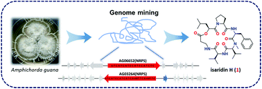 Graphical abstract: Genomics-driven discovery of a new cyclodepsipeptide from the guanophilic fungus Amphichorda guana