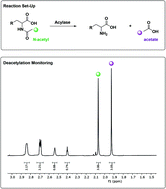 Graphical abstract: Direct monitoring of biocatalytic deacetylation of amino acid substrates by 1H NMR reveals fine details of substrate specificity