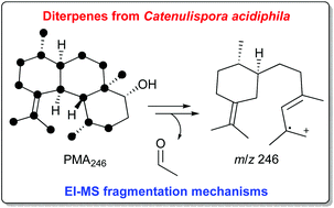 Graphical abstract: The mass spectrometric fragmentation mechanisms of catenulane and isocatenulane diterpenes