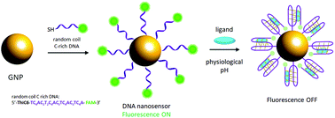 Graphical abstract: A DNA nanosensor for monitoring ligand-induced i-motif formation