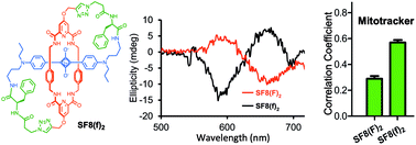 Graphical abstract: Chiral figure-eight molecular scaffold for fluorescent probe development