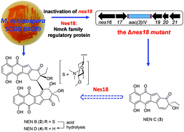 Graphical abstract: Discovery of a new asymmetric dimer nenestatin B and implications of a dimerizing enzyme in a deep sea actinomycete