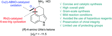 Graphical abstract: Concise catalytic asymmetric synthesis of (R)-4-amino Uhle's ketone