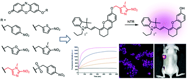 Graphical abstract: Discovery of a highly efficient nitroaryl group for detection of nitroreductase and imaging of hypoxic tumor cells