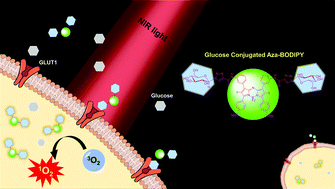Graphical abstract: Glucose conjugated aza-BODIPY for enhanced photodynamic cancer therapy