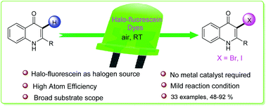 Graphical abstract: Photoredox halogenation of quinolones: the dual role of halo-fluorescein dyes