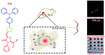 Graphical abstract: A lysosome-targeted near-infrared photosensitizer for photodynamic therapy and two-photon fluorescence imaging