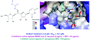 Graphical abstract: Synthesis, biological evaluation and molecular modeling of urea-containing MraY inhibitors