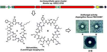 Graphical abstract: The structure and biosynthesis of heinamides A1–A3 and B1–B5, antifungal members of the laxaphycin lipopeptide family