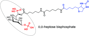 Graphical abstract: Synthesis of a biotinylated heptose 1,7-bisphosphate analogue, a probe to study immunity and inflammation