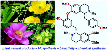Graphical abstract: The biology and total syntheses of bisbenzylisoquinoline alkaloids