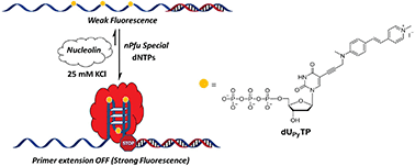 Graphical abstract: Polymerase-mediated synthesis of p-vinylaniline-coupled fluorescent DNA for the sensing of nucleolin protein–c-myc G-quadruplex interactions