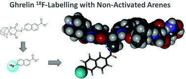 Graphical abstract: Radiofluorination of non-activated aromatic prosthetic groups for synthesis and evaluation of fluorine-18 labelled ghrelin(1–8) analogues