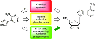 Graphical abstract: Novel fleximer pyrazole-containing adenosine analogues: chemical, enzymatic and highly efficient biotechnological synthesis