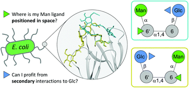 Graphical abstract: Synthesis of regioisomeric maltose-based Man/Glc glycoclusters to control glycoligand presentation in 3D space