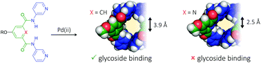 Graphical abstract: Comparison of [Pd2L4][BF4]4 cages for binding of n-octyl glycosides and nitrate (L = isophthalamide or dipicolinamide linked dipyridyl ligand)