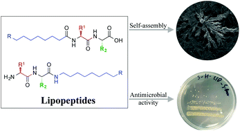 Graphical abstract: New antimicrobial self-assembling short lipopeptides