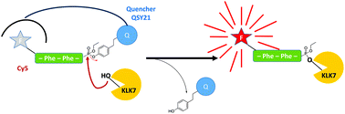 Graphical abstract: Generation of a quenched phosphonate activity-based probe for labelling the active KLK7 protease