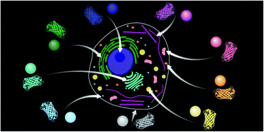 Graphical abstract: Strategies for organelle targeting of fluorescent probes