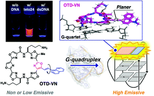 Graphical abstract: Vinylnaphthalene-bearing hexaoxazole as a fluorescence turn-on type G-quadruplex ligand
